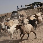 Israeli troops smuggled herd of 250 goats from Syria to West Bank farms — report