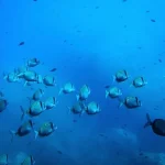 Oceans soaked up record amount of heat in 2025, study shows