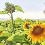 Bondi Attack: A Survivor Returns, An Inquiry Begins