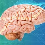 New Israeli study may unlock key clues to autism and brain development