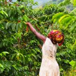 Strauss coffee initiative brews opportunity for women farmers in the Global South
