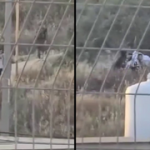 Settlers, soldiers force Palestinians to exhume body from West Bank grave