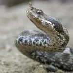 Jerusalem: Two teens bitten by viper snake