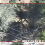 IDF destroys missile launcher hidden in bushes