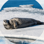 How the Baltic Sea Became a test case for climate change in coastal waters