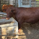 Technological race to save red heifers in Shiloh